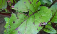 Cercosporioza sfeclei Cercosporioza sfeclei